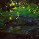 Illustration for article titled The Synchronous Fireflies Of The Smokies Are A Sight Unlike Any Other